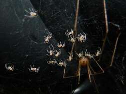 Image of daddy long-legs spiders