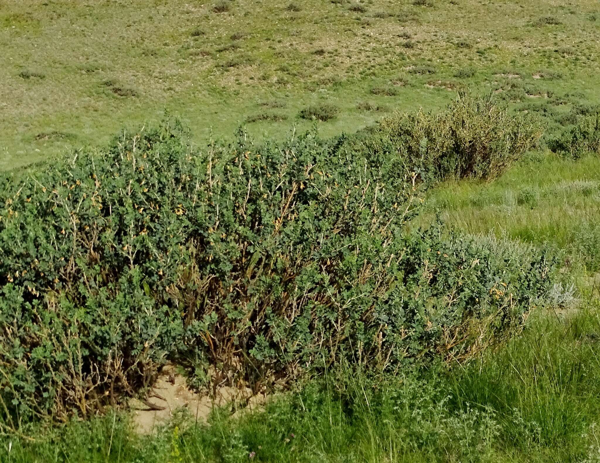 Image of Caragana bungei Ledeb.