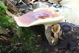 Image of black-footed polypore