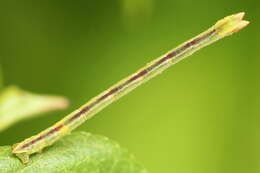 Image of bilberry emerald