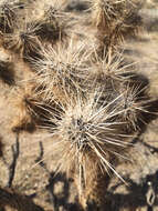 Image of Wiggins' cholla