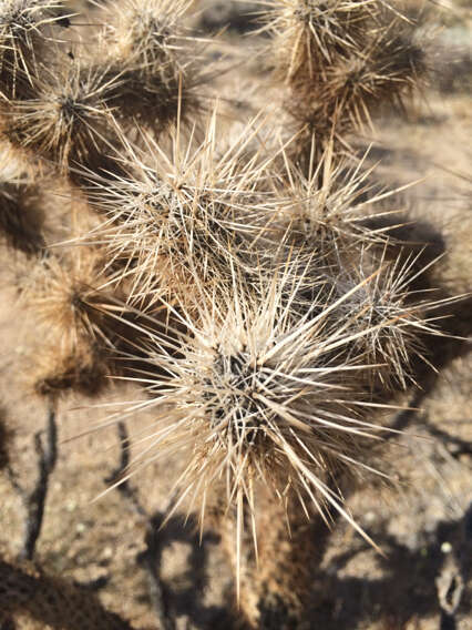 Image of Wiggins' cholla