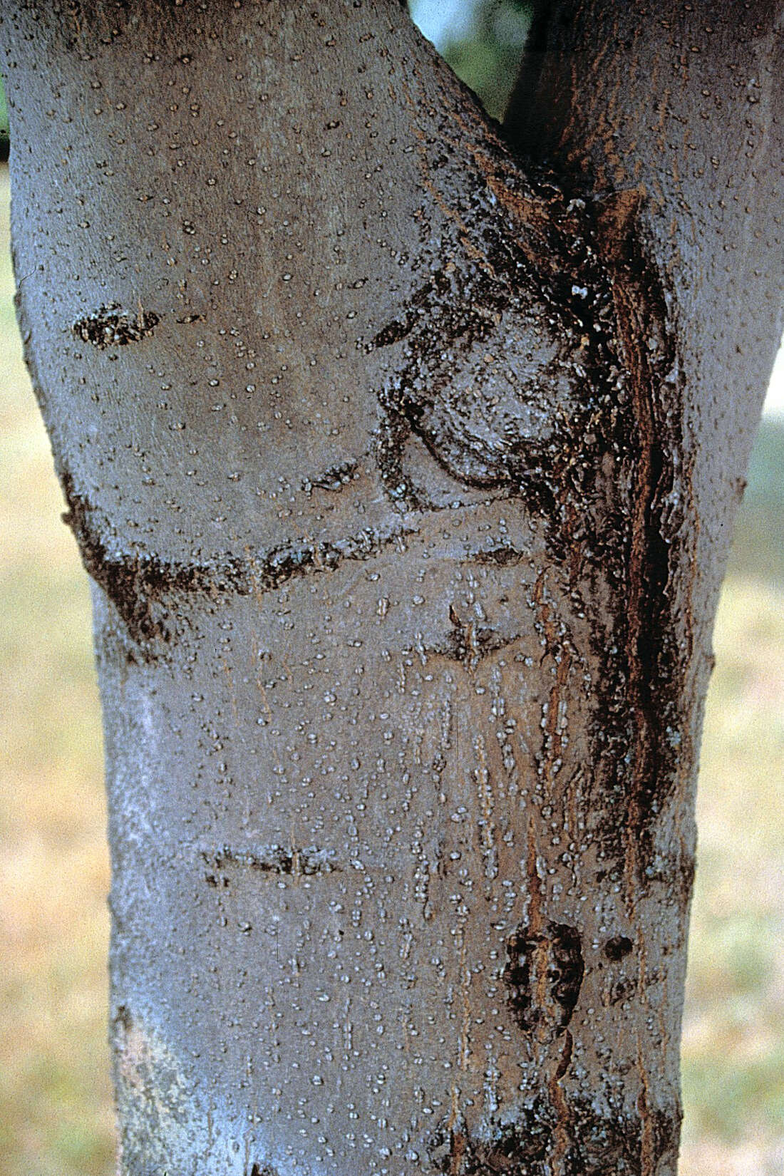 Image of black ash