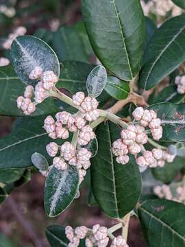 Image of Spyridium globulosum (Labill.) Benth.