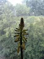 Image of Aloe vera