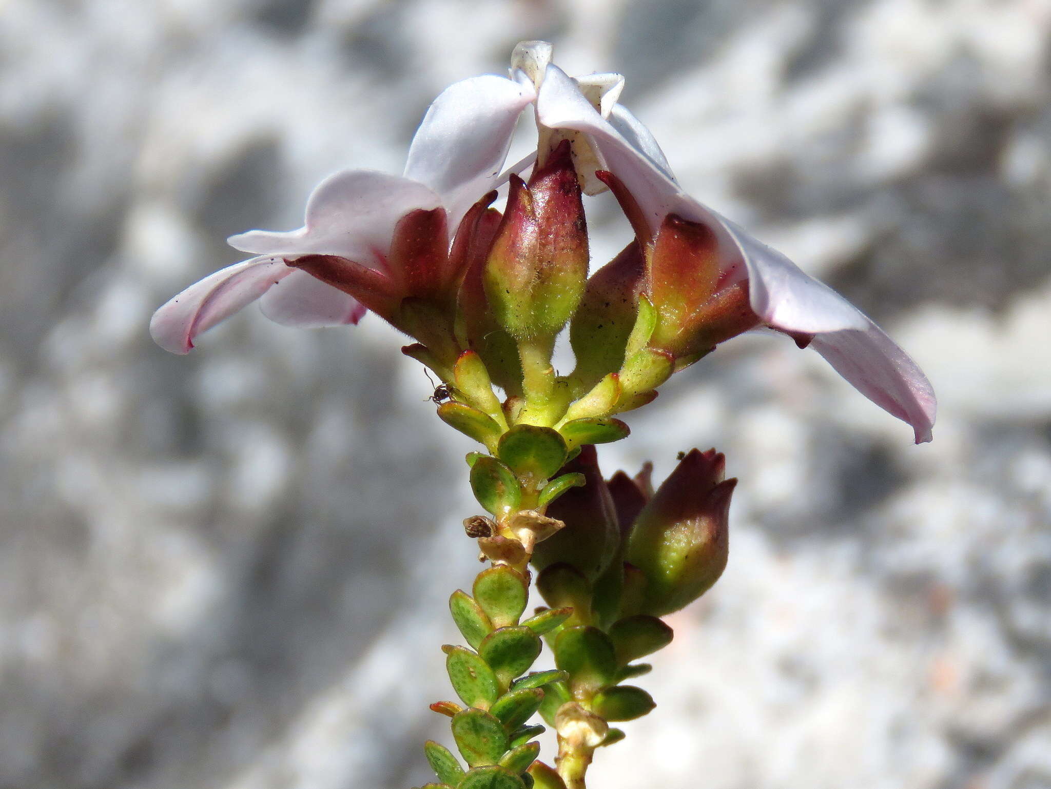 Image of Adenandra villosa subsp. villosa