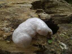 Image of Reticularia lycoperdon