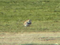 Image of ringed plover, common ringed plover