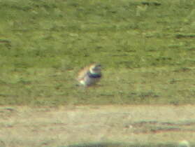 Image of ringed plover, common ringed plover