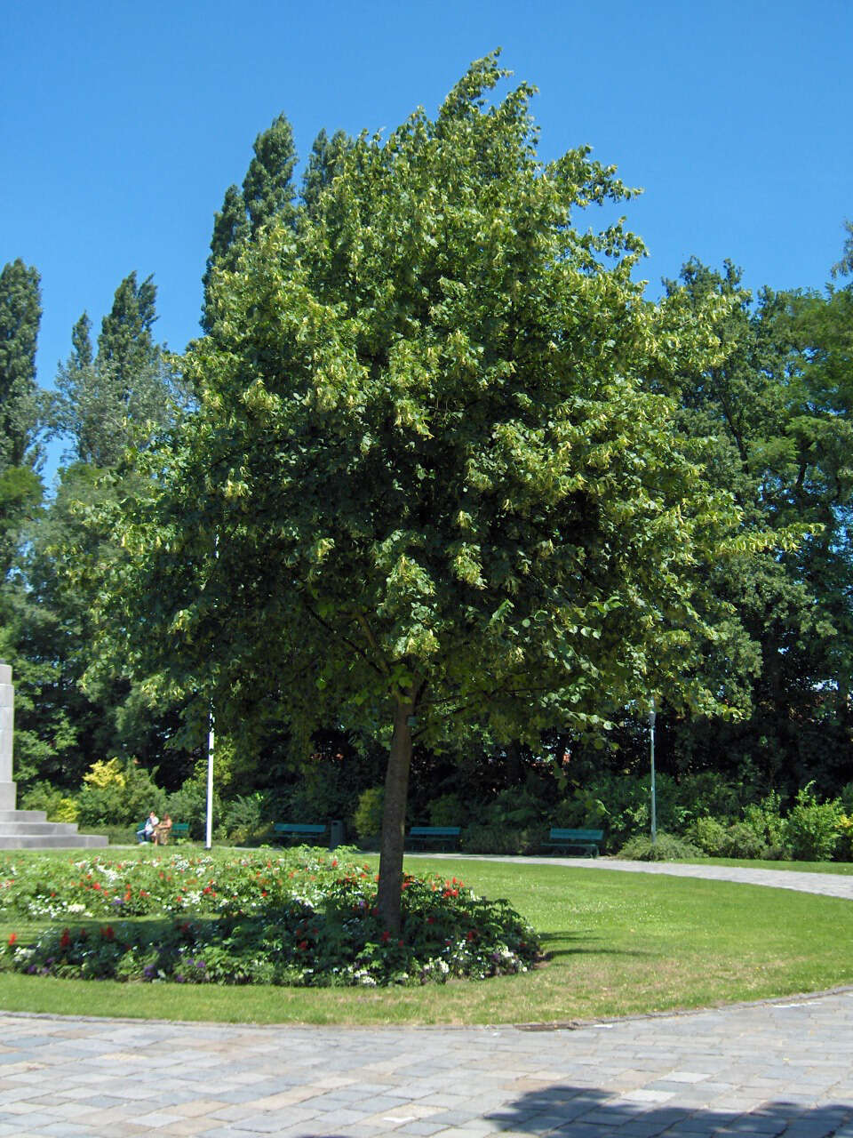 Image of Large-leaved Lime