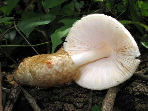 Volvariella bombycina (Schaeff.) Singer 1951 resmi