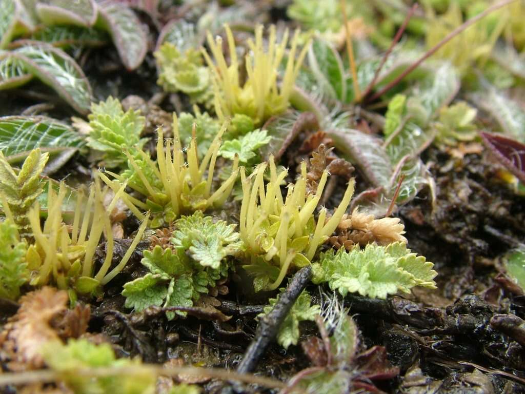 Image of Acaena buchananii Hook. fil.