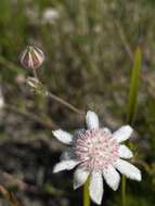 Imagem de Actinotus forsythii Maiden & Betche