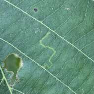 Image of Stigmella argentifasciella (Braun 1912) Newton et al. 1982