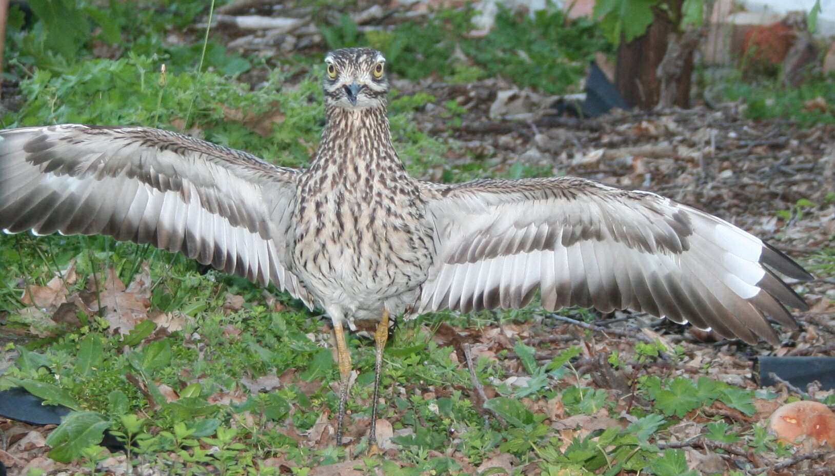 Image of Cape Thick-knee