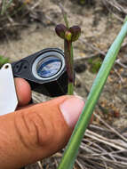 Image of Alaska Blue-Eyed-Grass