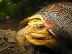 Image of Colima Wood Turtle