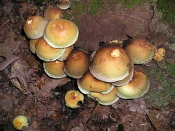 Image of Hypholoma fasciculare (Huds.) P. Kumm. 1871