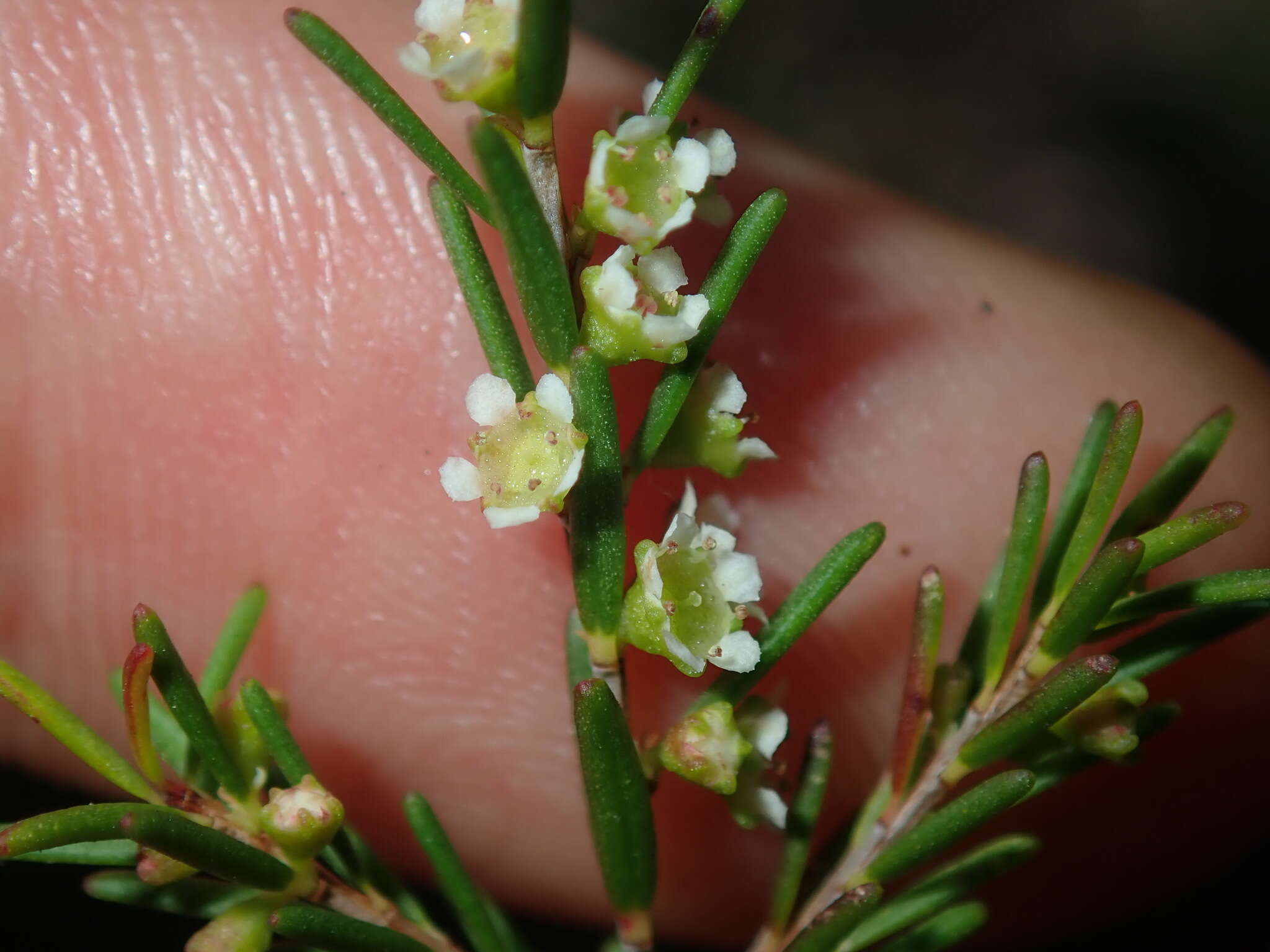 Imagem de Ochrosperma lineare (C. T. White) M. E. Trudgen