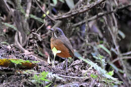 Image of Moustached Antpitta