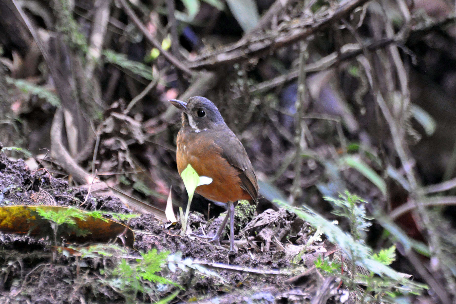 Image of Moustached Antpitta