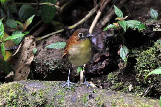 Image of antpittas