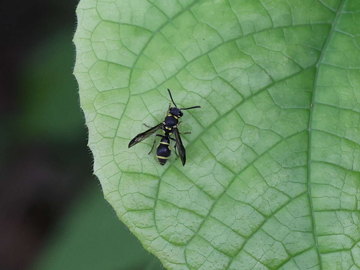 Sivun Apodynerus formosensis (Schulthess 1934) kuva