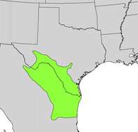 Image of Texas lignum-vitae