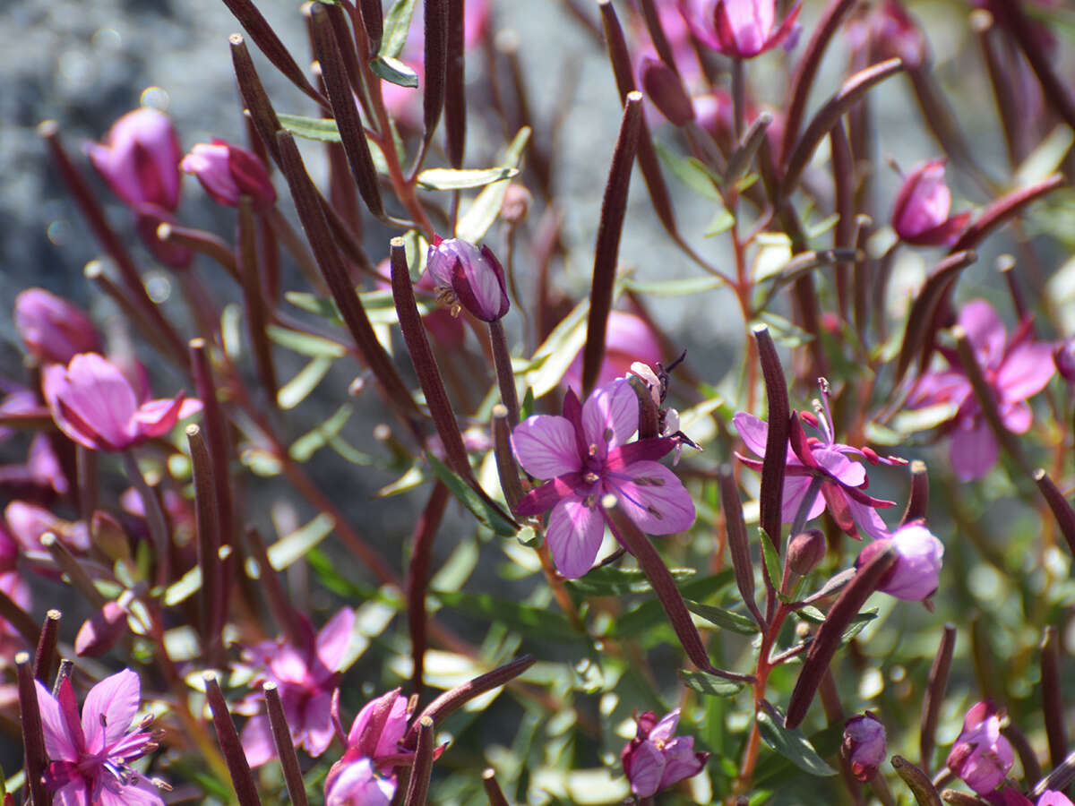 Image of Epilobium fleischeri Hochst.