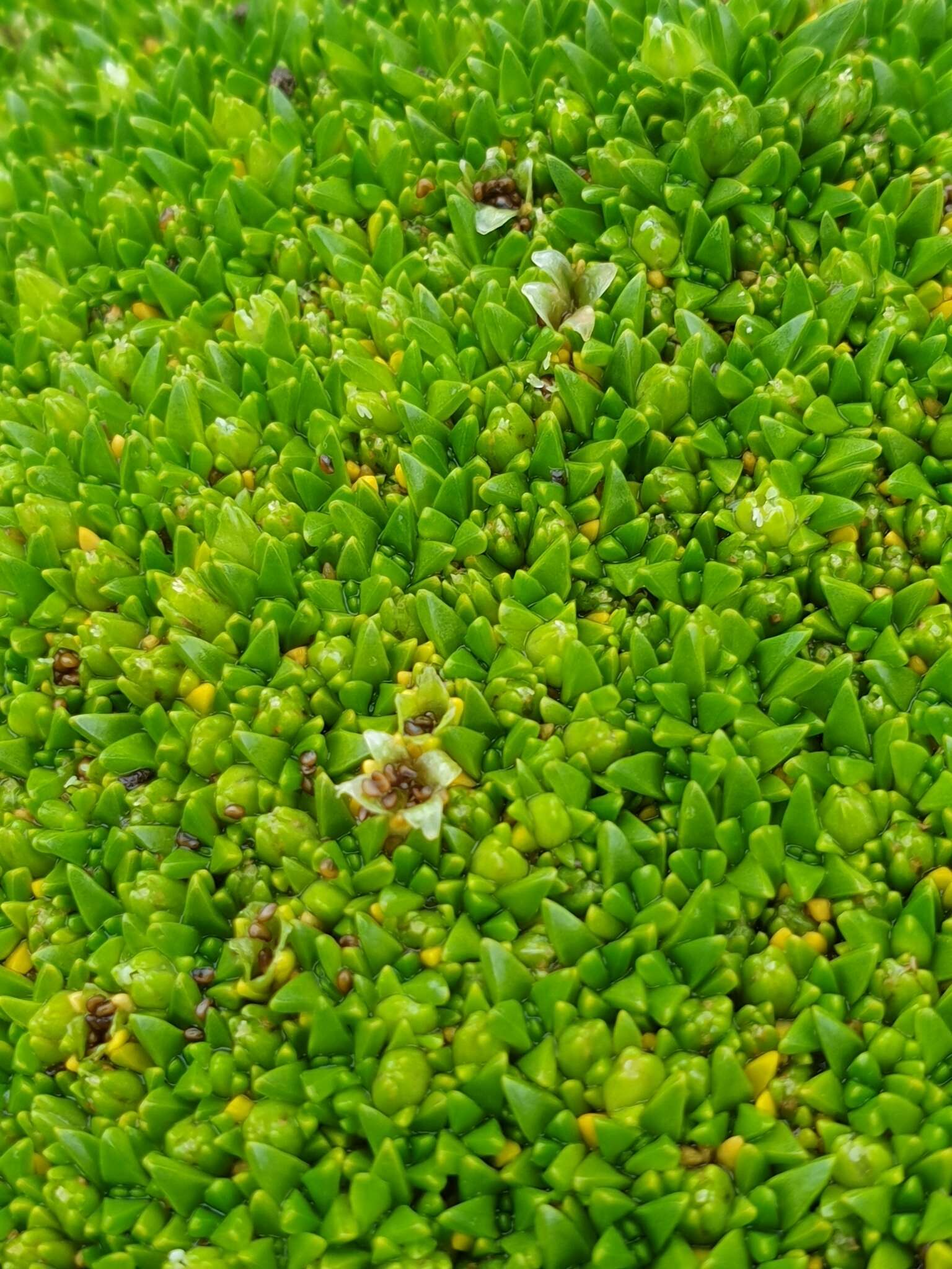 Image of Colobanthus muscoides Hook. fil.