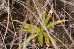 Слика од Aletris bracteata Northr.