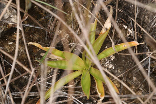 Image of Bracted Colicroot