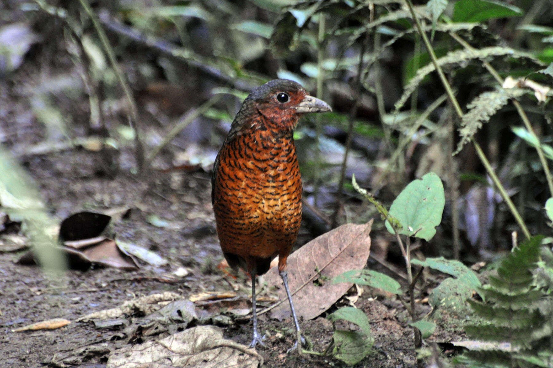 صورة Grallaria gigantea Lawrence 1866