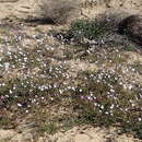 Image of Heliophila latisiliqua var. latisiliqua