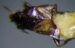 Image of Xylocoris