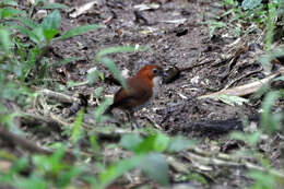 Слика од Grallaria hypoleuca Sclater & PL 1855