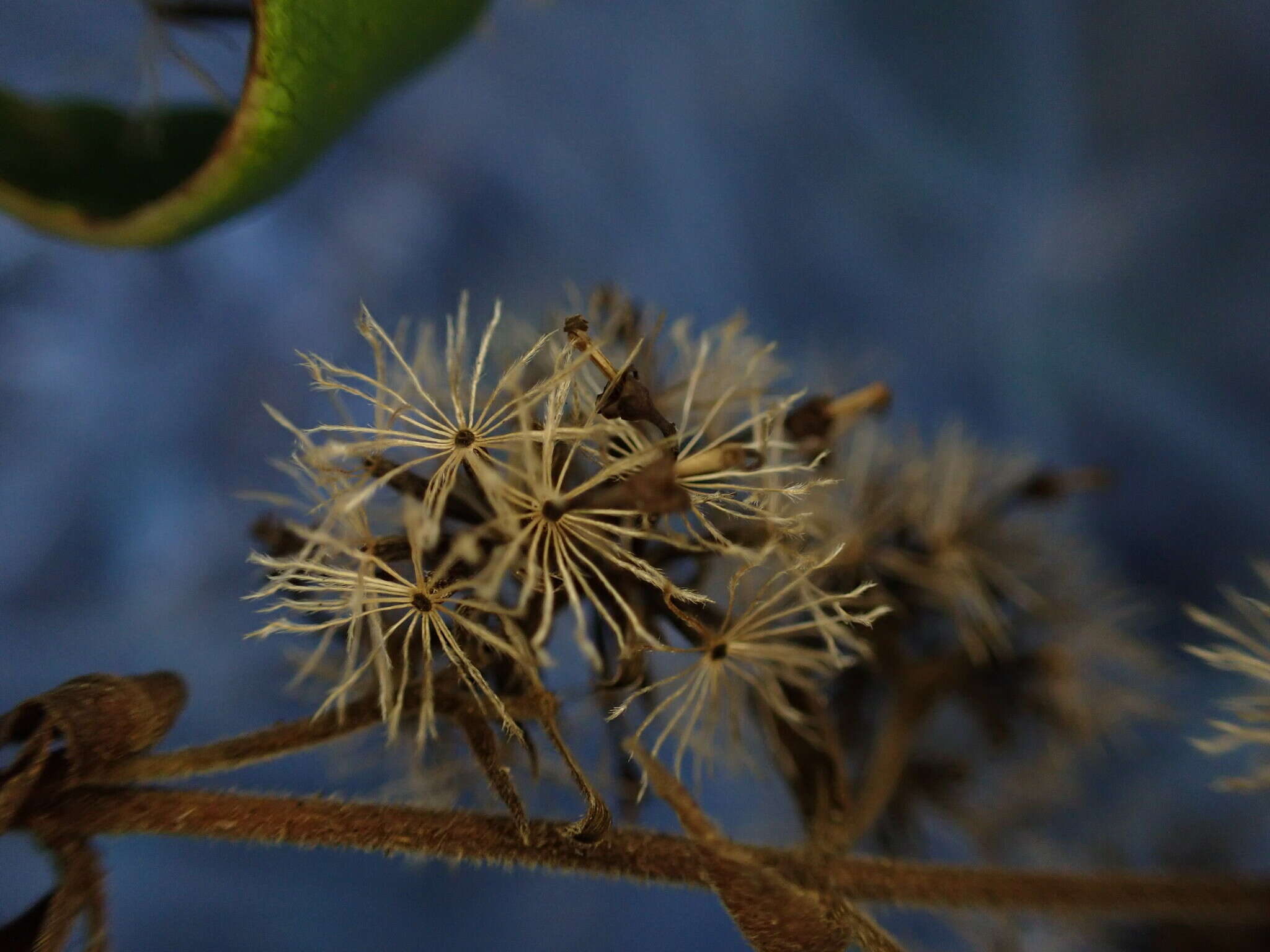 صورة Dubautia latifolia (A. Gray) Keck