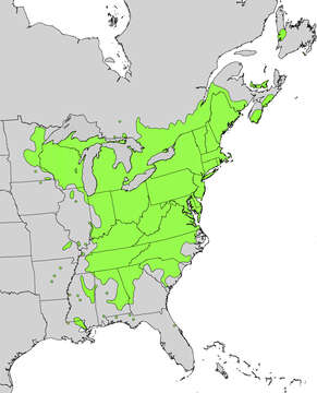 Image of Michigan holly