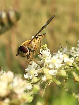 Image of Common Banded Hoverfly