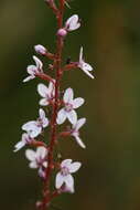 Image de Stylidium diversifolium R. Br.