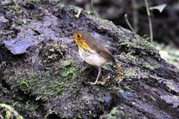 Image of antpittas