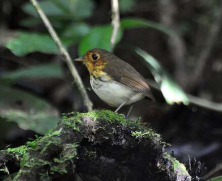 Image of antpittas