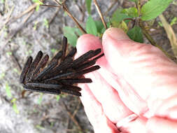 Image of roughhairy indigo