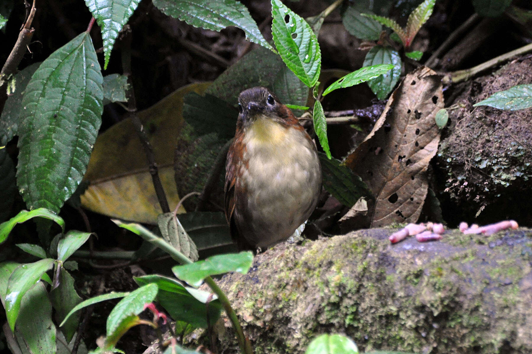 Image of antpittas