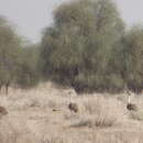 Image of Great Indian Bustard