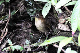 Image of antpittas