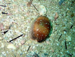 Image of Calf Cowrie