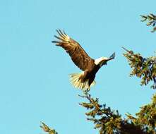 Image of Bald Eagle