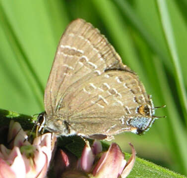 Image of hickory hairstreak