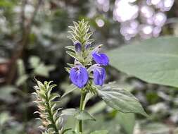 Image of Rungia taiwanensis Yamazaki